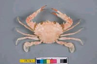 藏品(相模蟳)的圖片